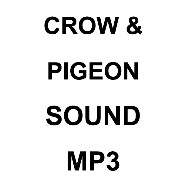 Crow & Pigeon Mp3 Sound Download 1