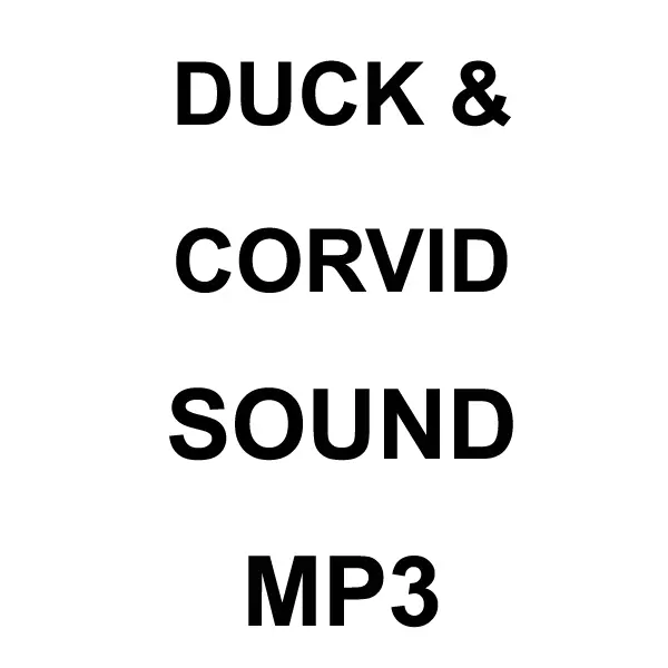 Duck & Corvid Mp3 Sound Download 1