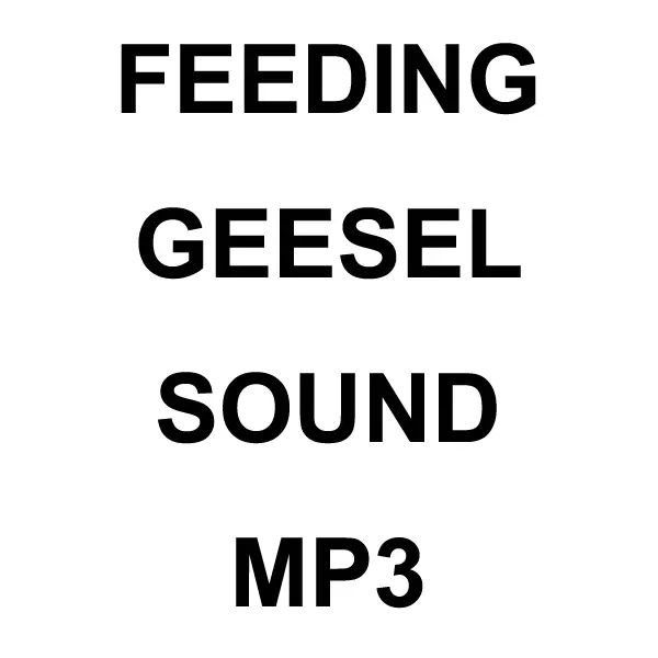 Feeding Geesel Mp3 Sound Download 1