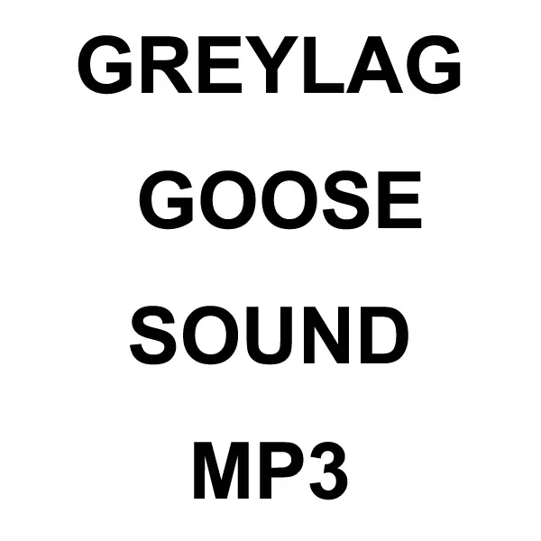 Greylag Goose Mp3 Sound Download 1