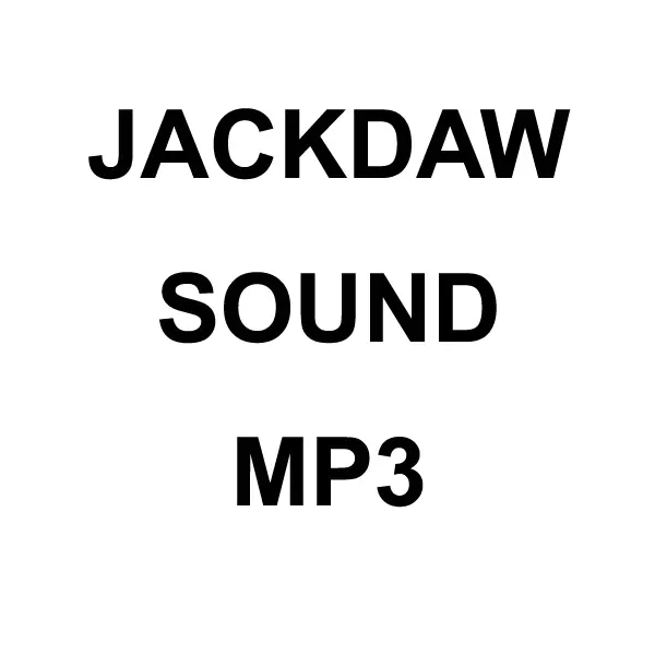 Jackdaw Mp3 Sound Download 1