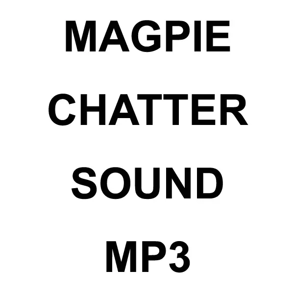 Magpie Chatter Mp3 Sound Download 1