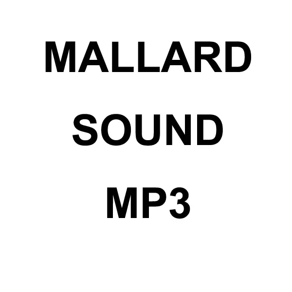 Mallard Mp3 Sound Download 1