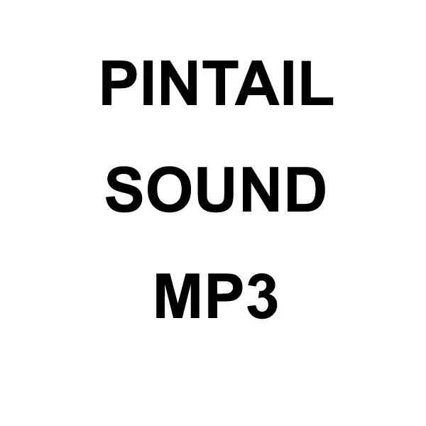 Pintail Mp3 Sound Download 1