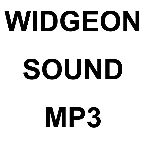 Widgeon Mp3 Sound Download 1
